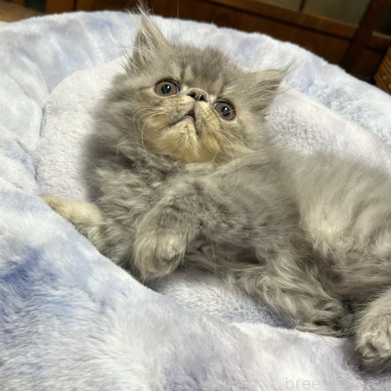 販売中の熊本県のエキゾチックロングヘア-133709の2枚目