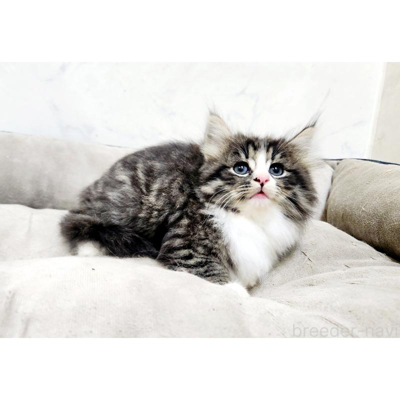 販売中の北海道のノルウェージャンフォレストキャット-133708の3枚目