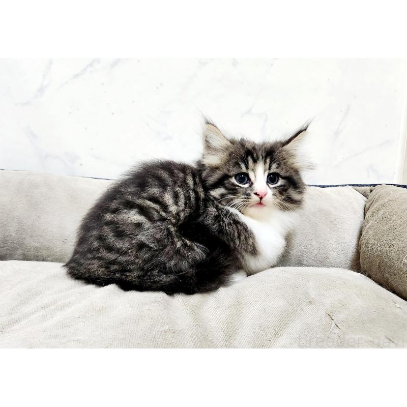 販売中の北海道のノルウェージャンフォレストキャット-133708の2枚目