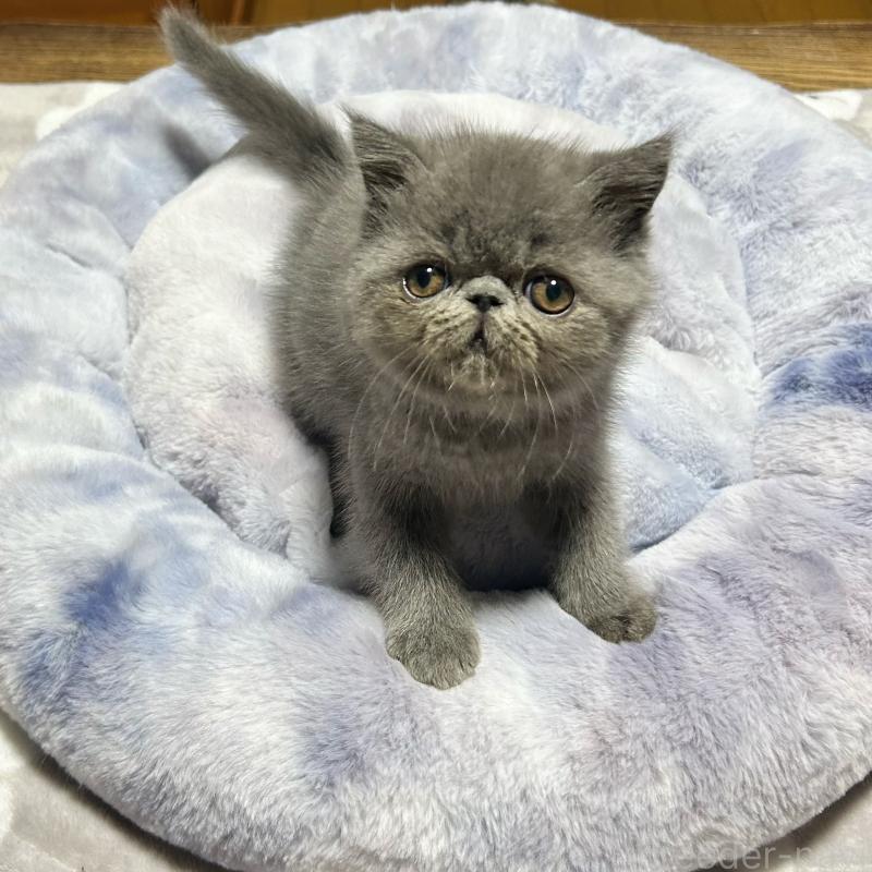 販売中の熊本県のエキゾチックショートヘア-133712の1枚目