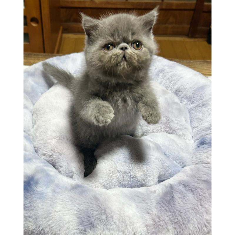 販売中の熊本県のエキゾチックショートヘア-133712の7枚目