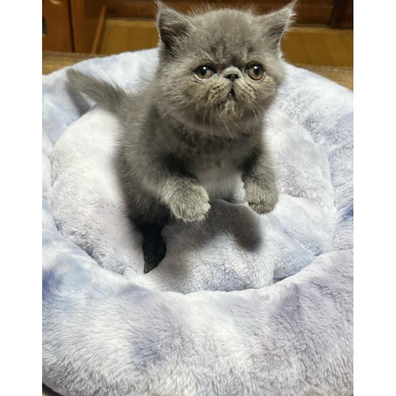 販売中の熊本県のエキゾチックショートヘア-133712の6枚目