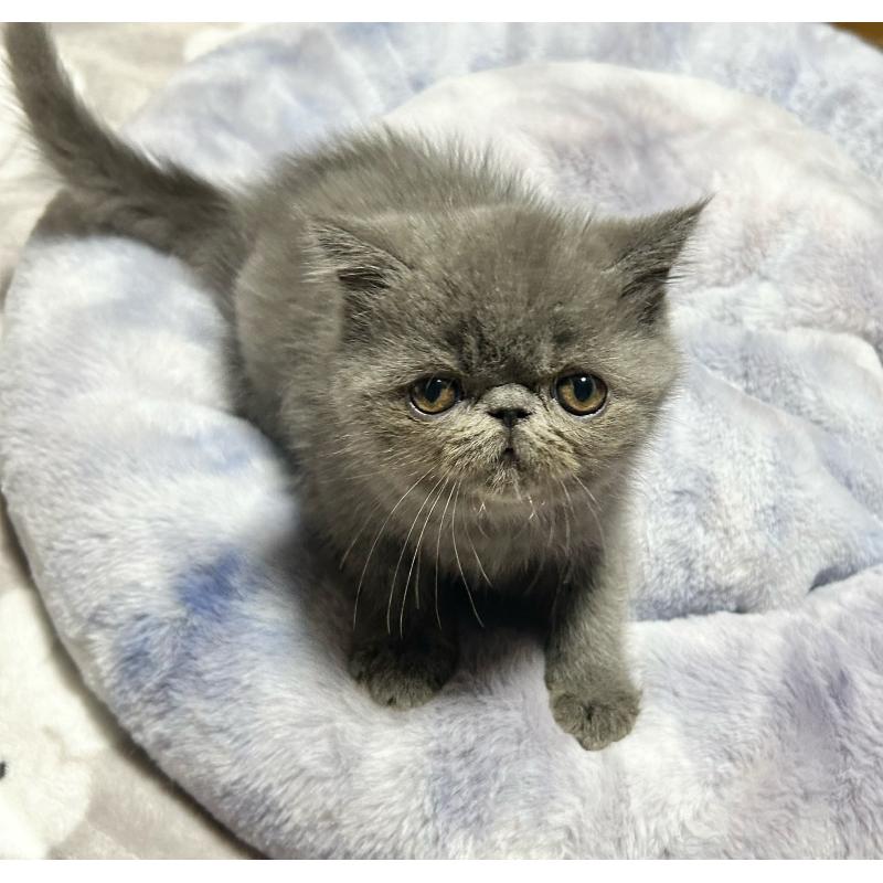 販売中の熊本県のエキゾチックショートヘア-133712の5枚目