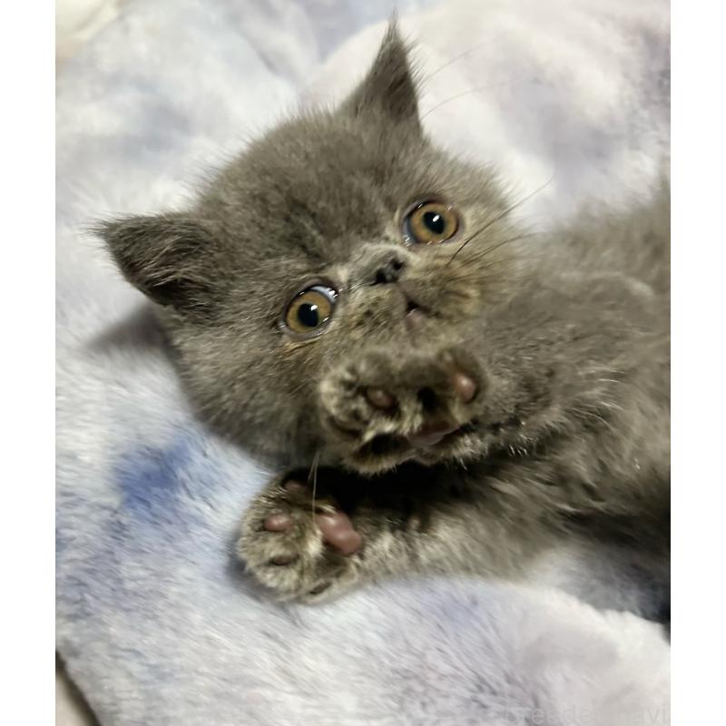 販売中の熊本県のエキゾチックショートヘア-133712の4枚目