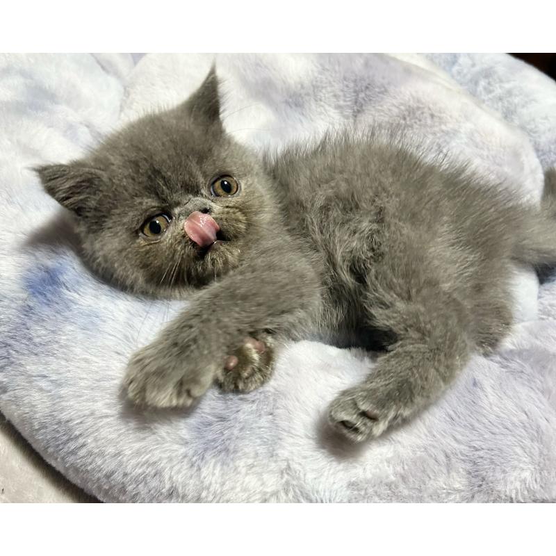 販売中の熊本県のエキゾチックショートヘア-133712の3枚目