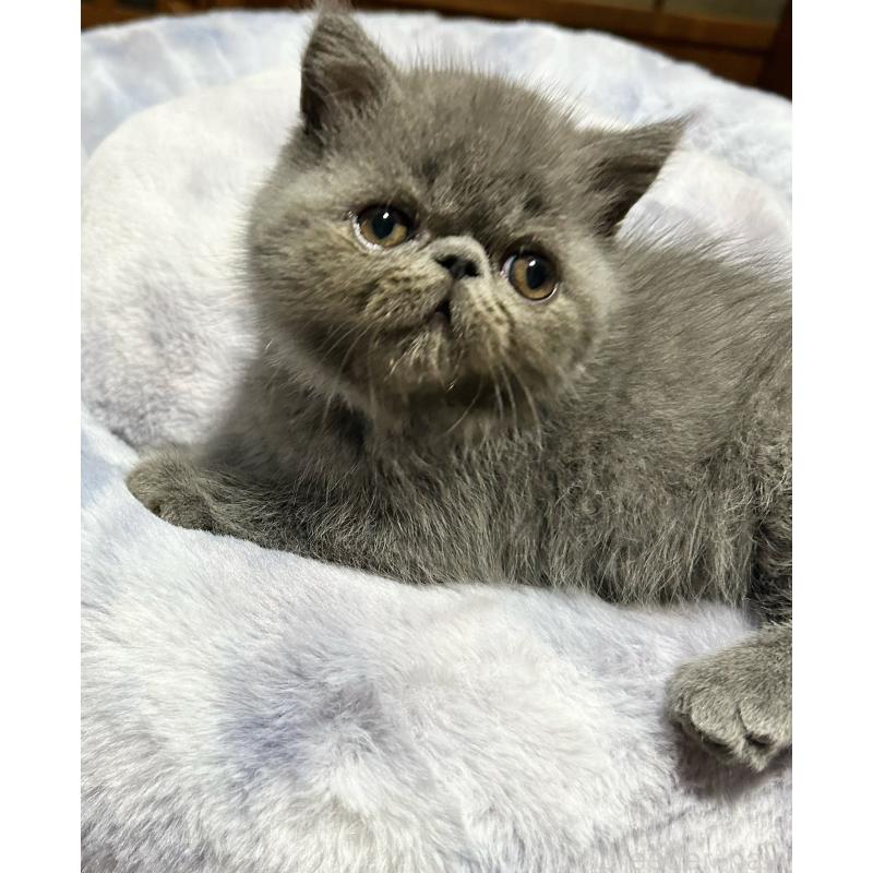 販売中の熊本県のエキゾチックショートヘア-133712の2枚目