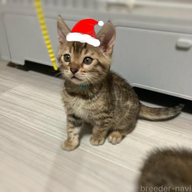 販売中の福岡県のベンガル-133710の1枚目