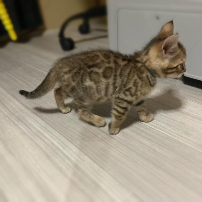 販売中の福岡県のベンガル-133710の3枚目