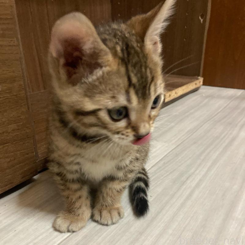 販売中の福岡県のベンガル-133710の2枚目