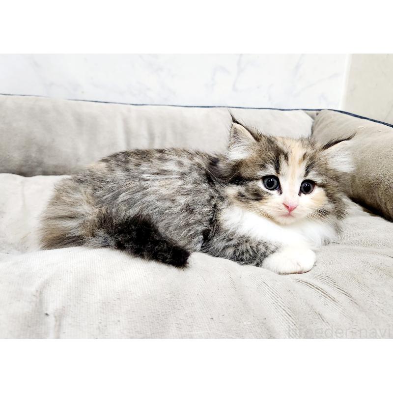 販売中の北海道のノルウェージャンフォレストキャット-133711の5枚目