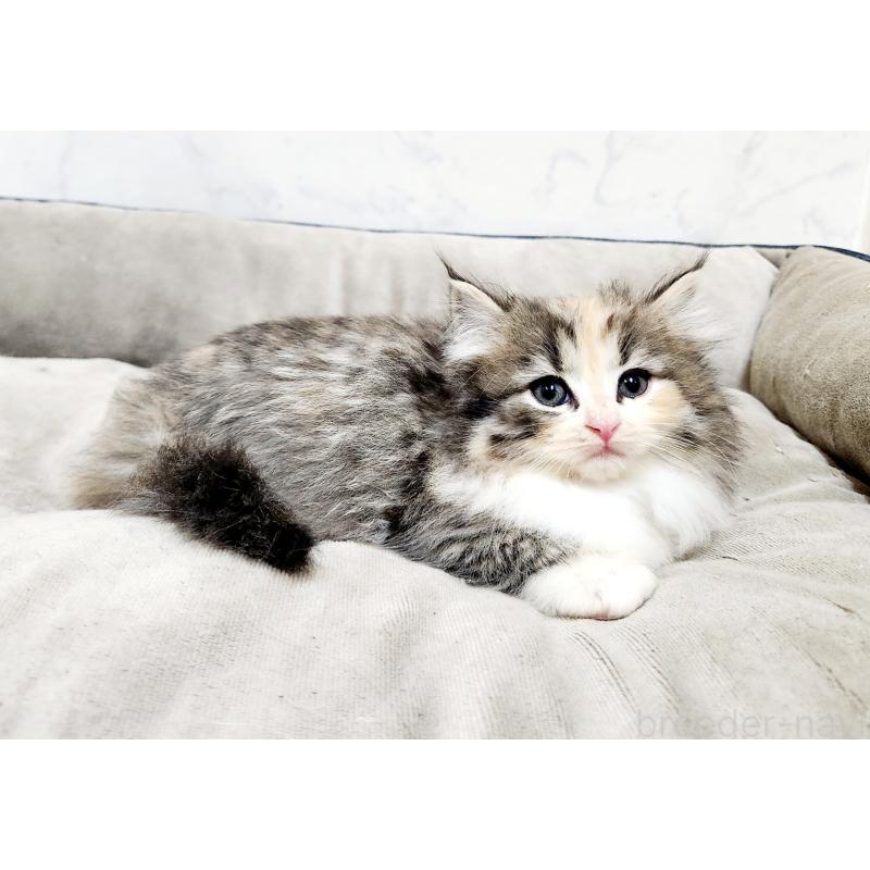 販売中の北海道のノルウェージャンフォレストキャット-133711の4枚目