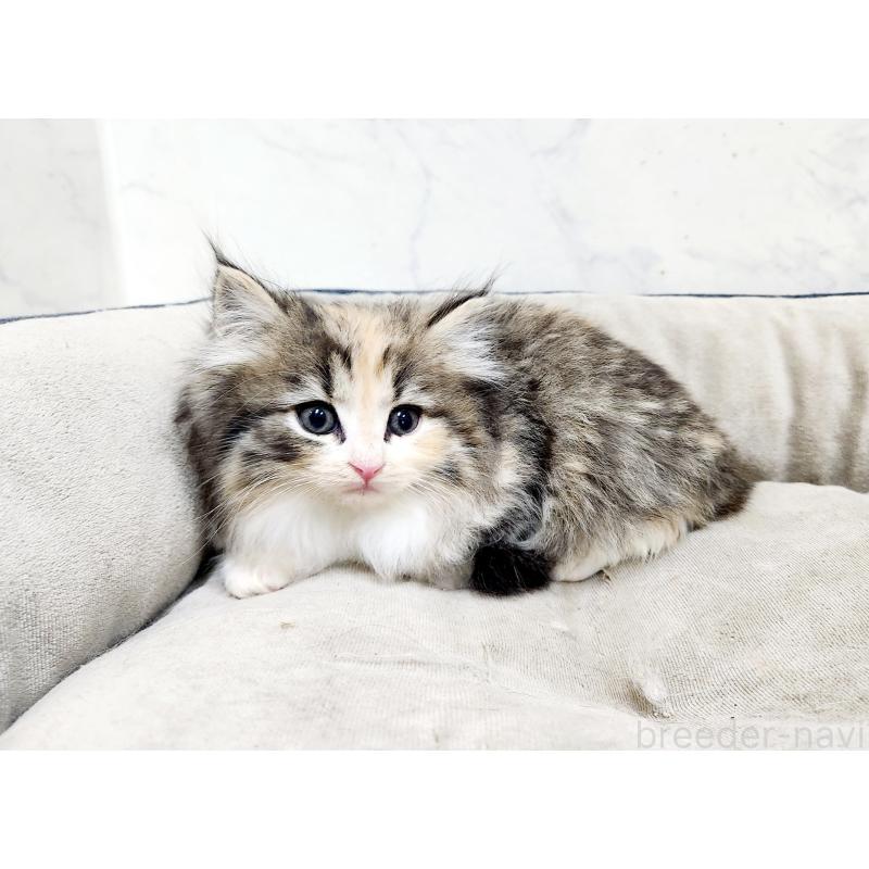 販売中の北海道のノルウェージャンフォレストキャット-133711の3枚目