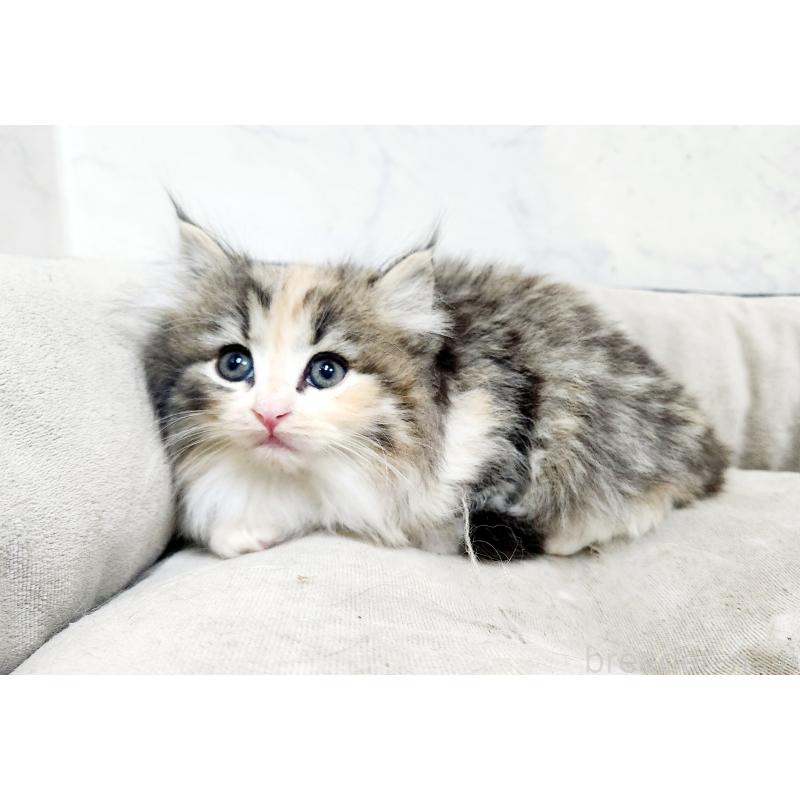 販売中の北海道のノルウェージャンフォレストキャット-133711の2枚目