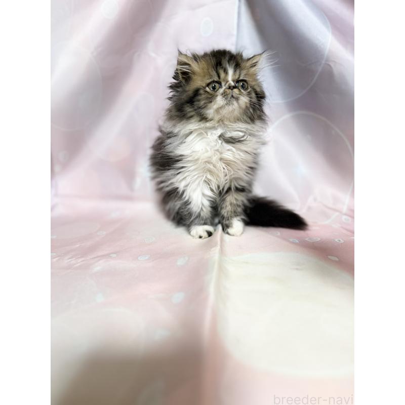 成約済の愛知県のエキゾチックショートヘア-131631の3枚目