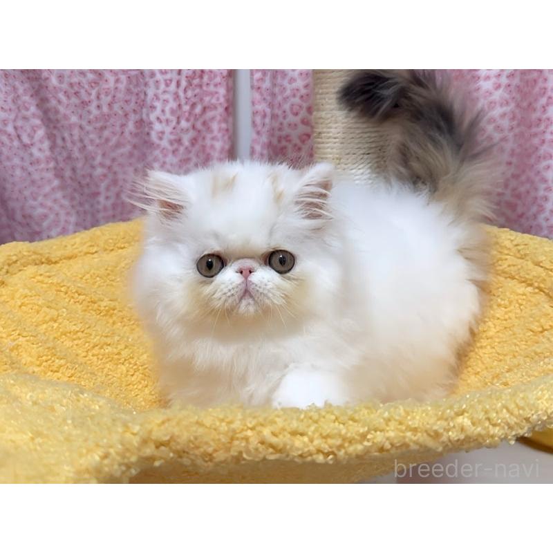 販売中の愛媛県のエキゾチックショートヘア-133664の5枚目