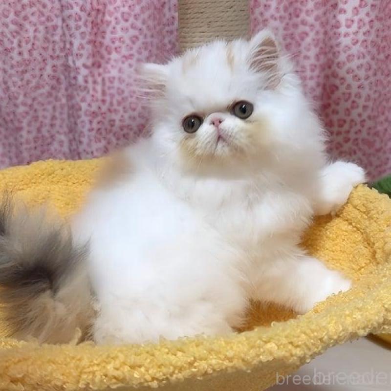 販売中の愛媛県のエキゾチックショートヘア-133664の1枚目