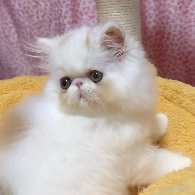 販売中の愛媛県のエキゾチックショートヘア-133664の4枚目