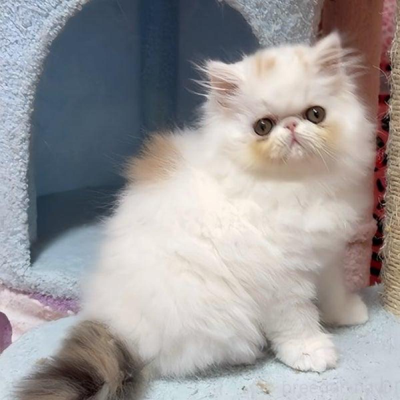 販売中の愛媛県のエキゾチックショートヘア-133664の3枚目