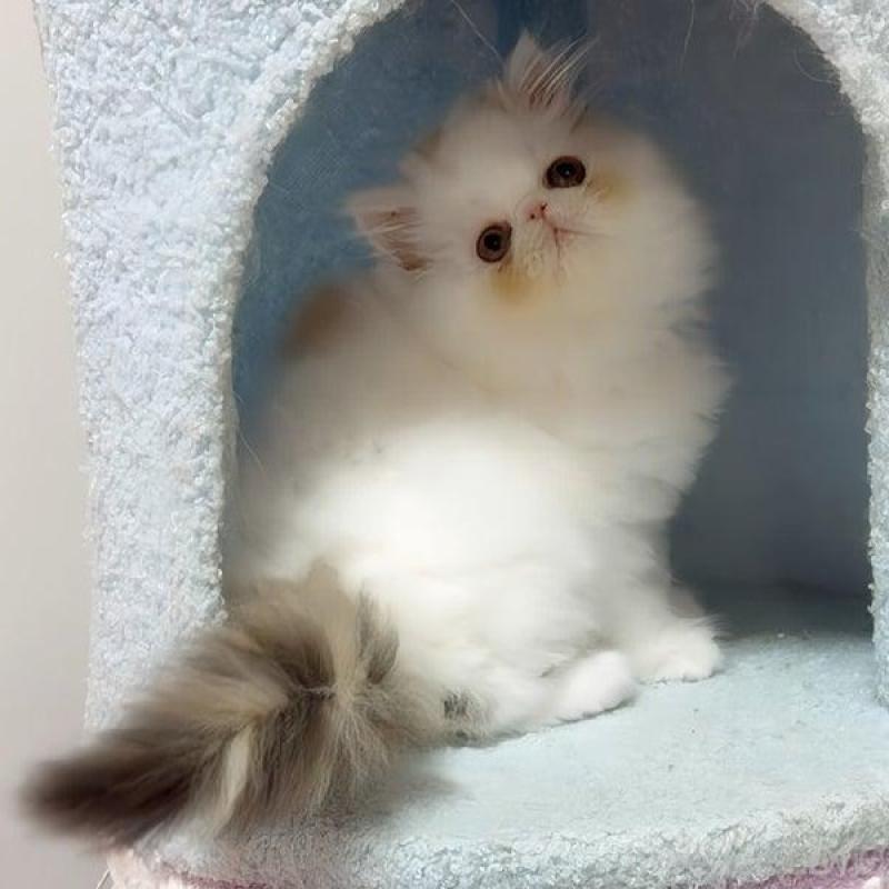 販売中の愛媛県のエキゾチックショートヘア-133664の2枚目