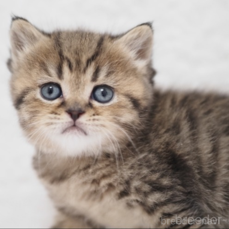 販売中の埼玉県のブリティッシュショートヘア-133665の4枚目