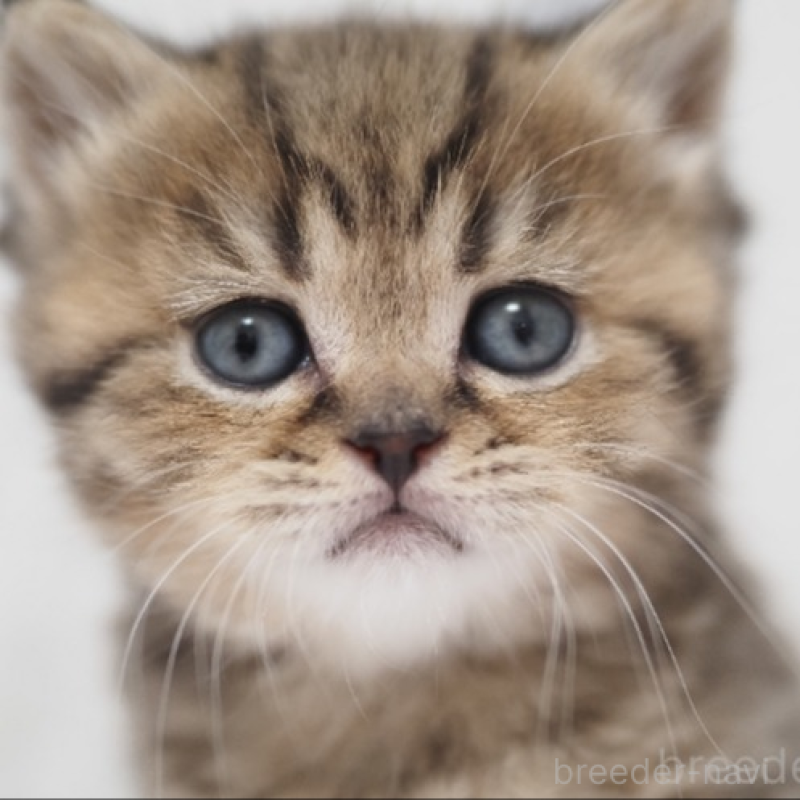 販売中の埼玉県のブリティッシュショートヘア-133665の3枚目