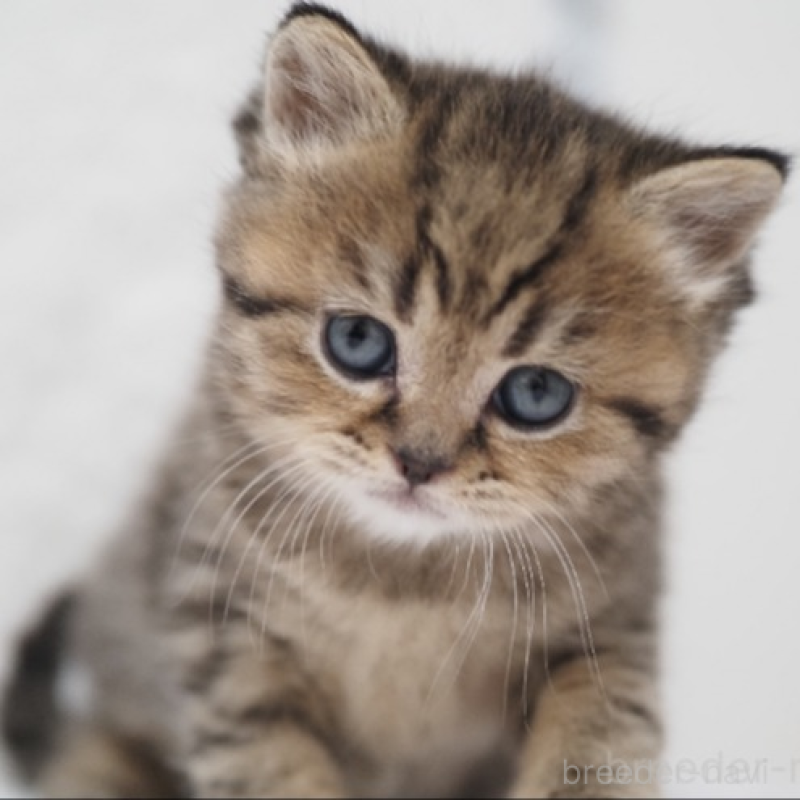 販売中の埼玉県のブリティッシュショートヘア-133665の2枚目