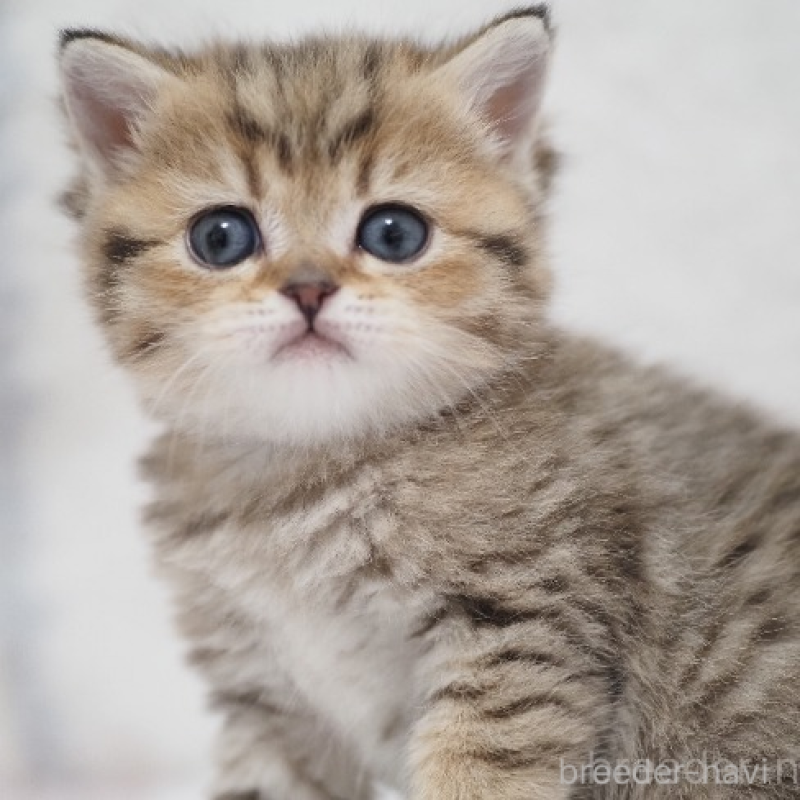 販売中の埼玉県のブリティッシュショートヘア-133666の4枚目