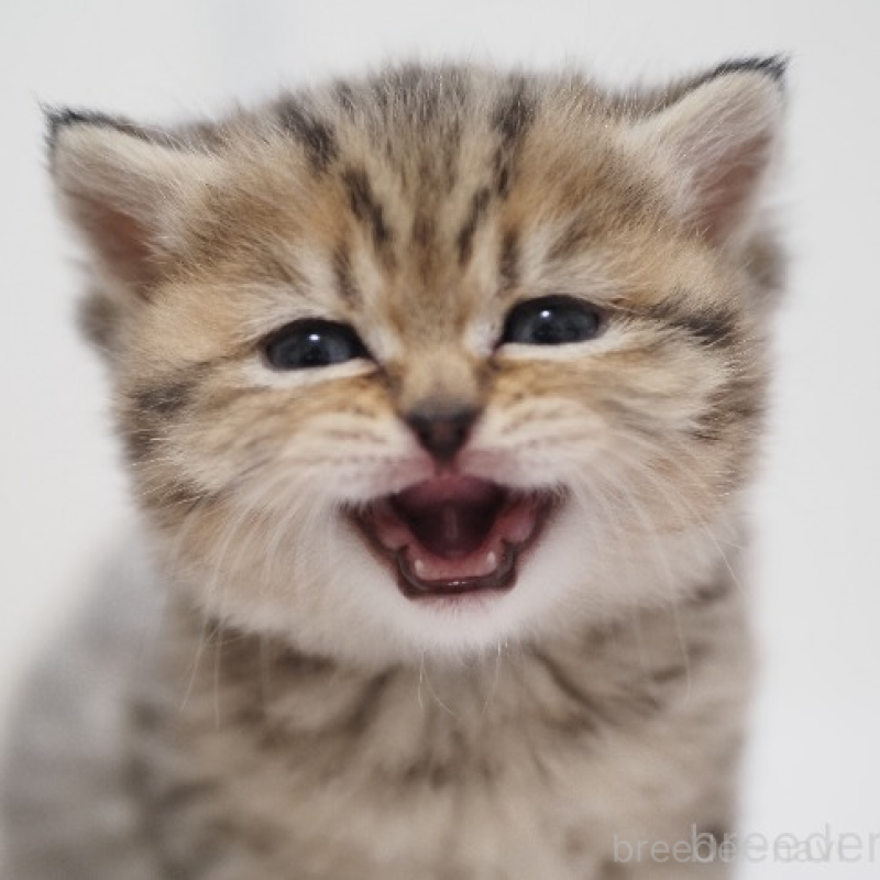 販売中の埼玉県のブリティッシュショートヘア-133667の4枚目