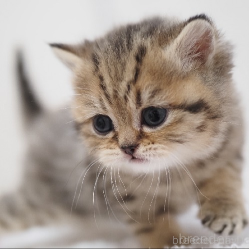 販売中の埼玉県のブリティッシュショートヘア-133667の1枚目