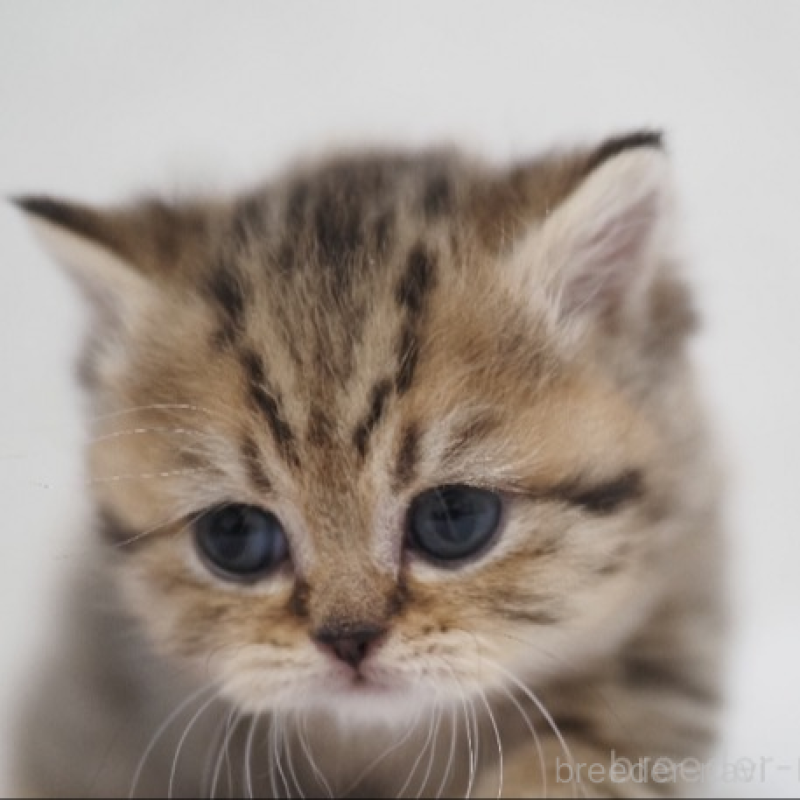 販売中の埼玉県のブリティッシュショートヘア-133667の3枚目