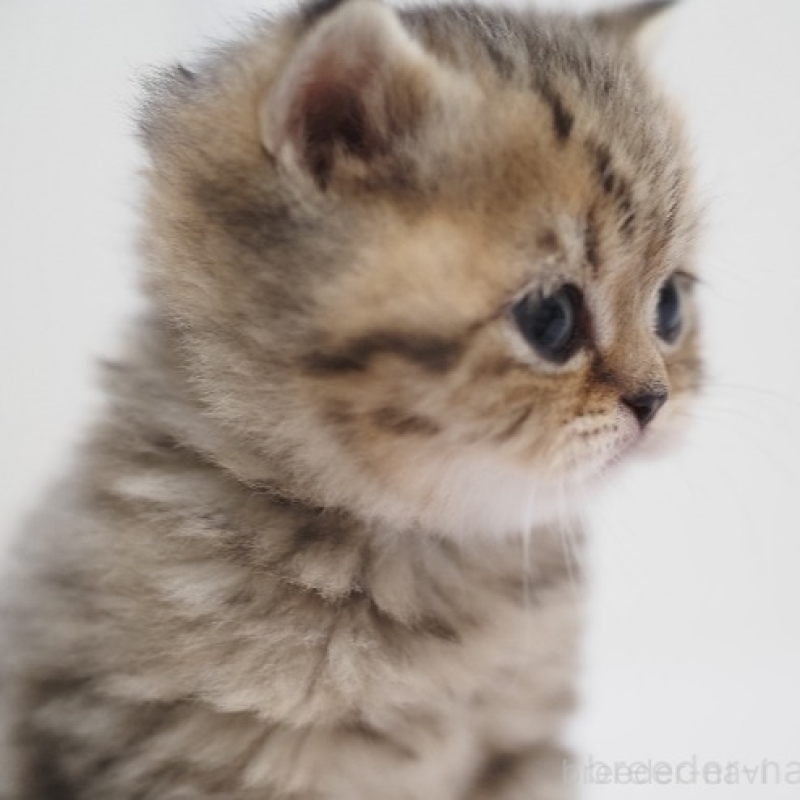 販売中の埼玉県のブリティッシュショートヘア-133667の2枚目