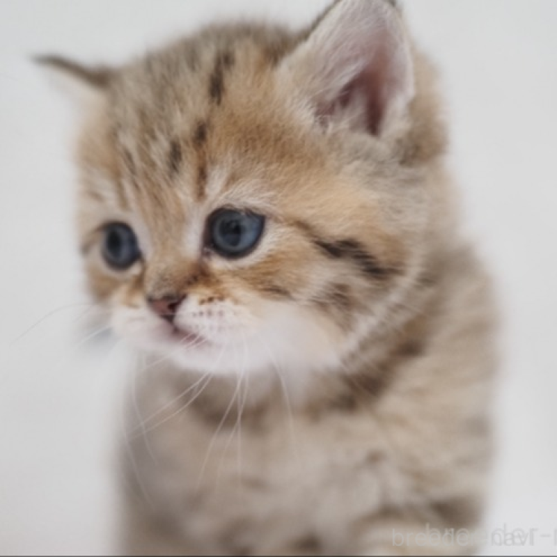 販売中の埼玉県のブリティッシュショートヘア-133668の4枚目