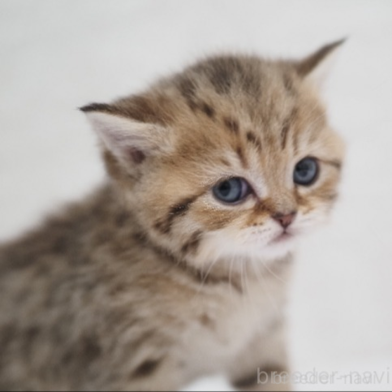 販売中の埼玉県のブリティッシュショートヘア-133668の3枚目