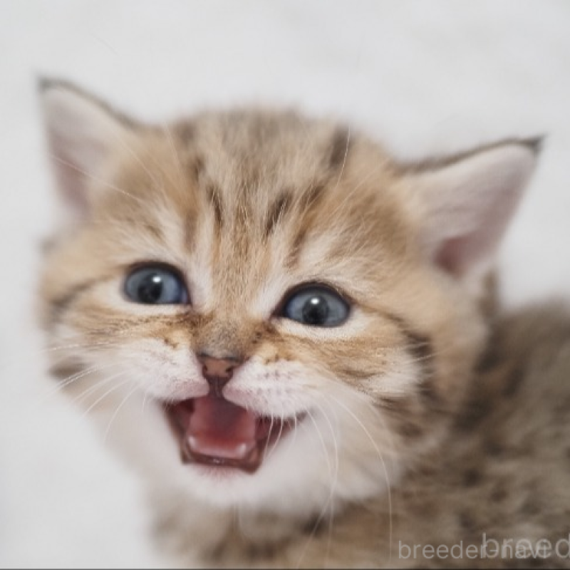 販売中の埼玉県のブリティッシュショートヘア-133668の2枚目