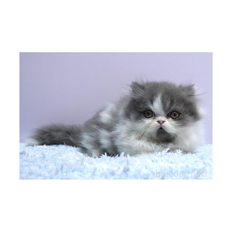 販売中の群馬県のミヌエット(短足)-130798の4枚目