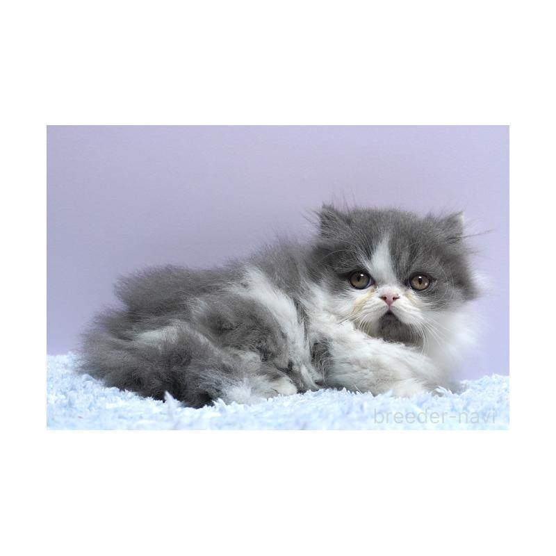 販売中の群馬県のミヌエット(短足)-130798の3枚目