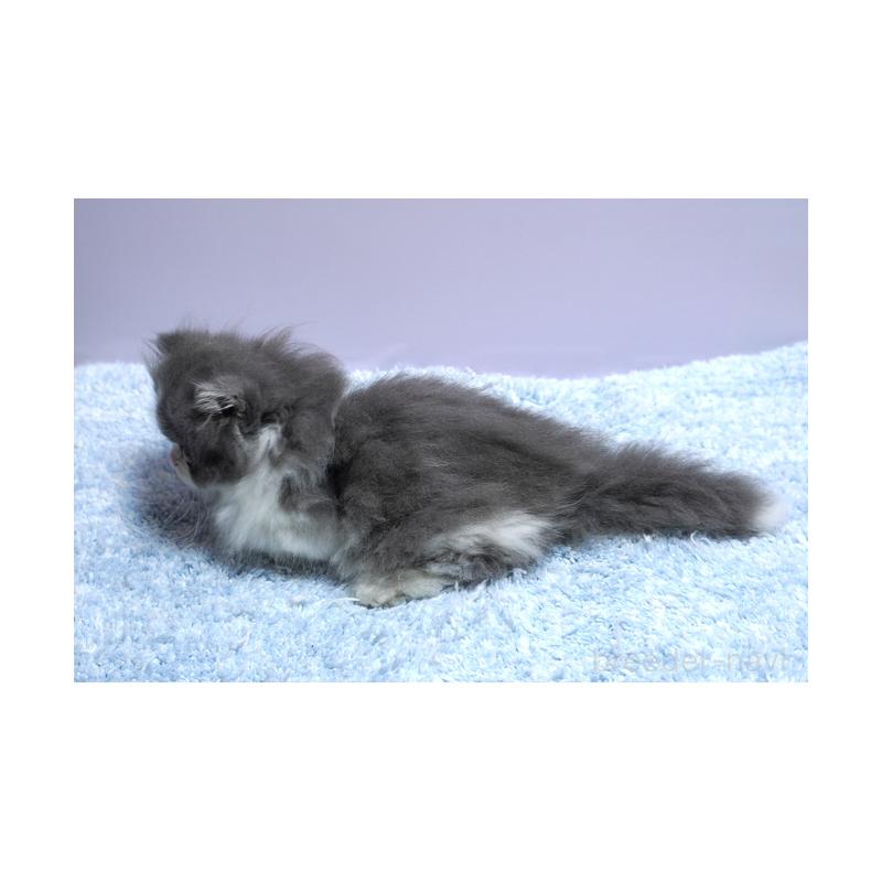 販売中の群馬県のミヌエット(短足)-130798の2枚目