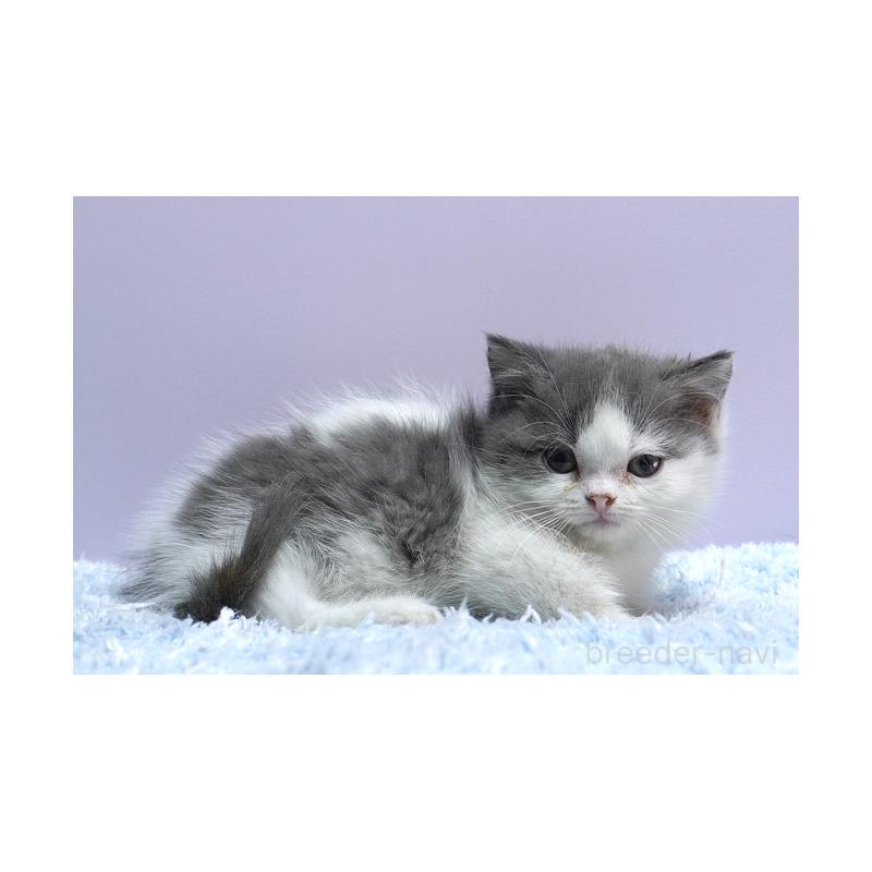 販売中の群馬県のミヌエット(短足)-131811の4枚目