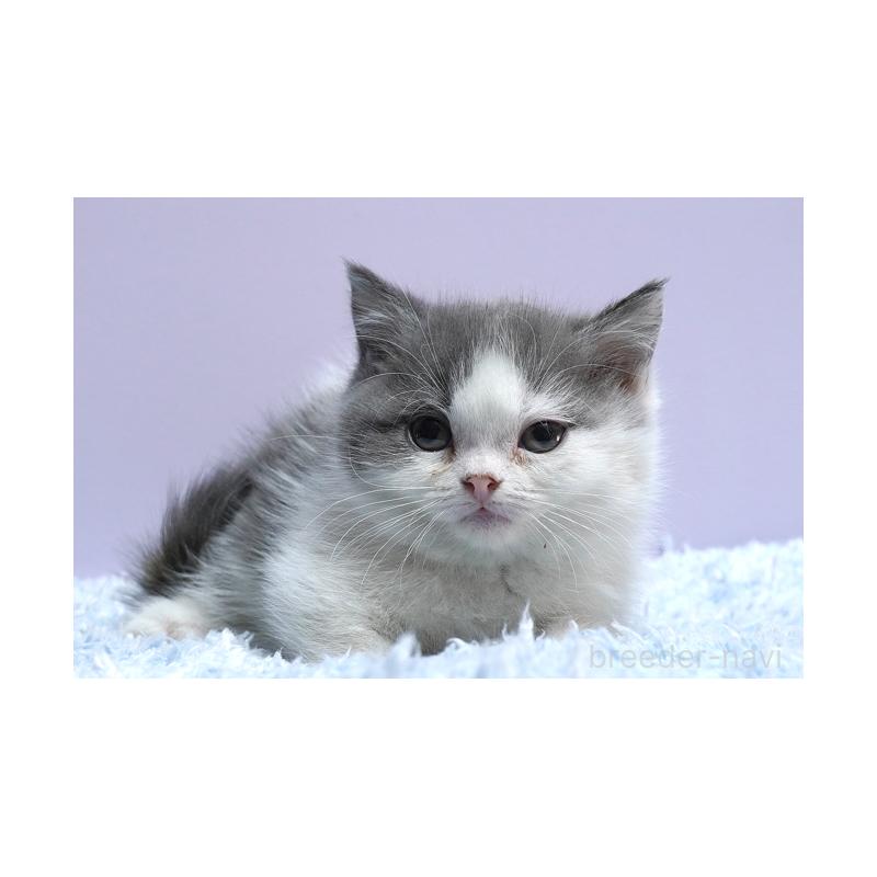 販売中の群馬県のミヌエット(短足)-131811の3枚目