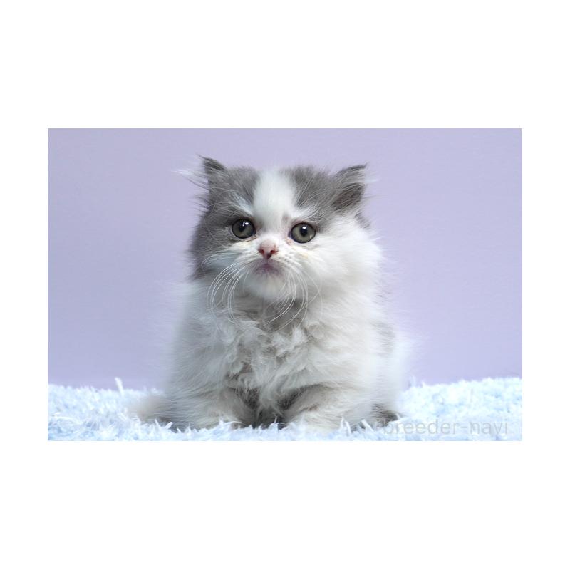 販売中の群馬県のミヌエット(短足)-131812の4枚目