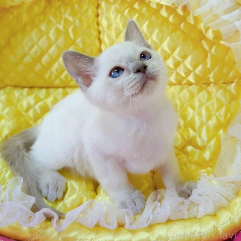 販売中の埼玉県のトンキニーズ-133669の1枚目