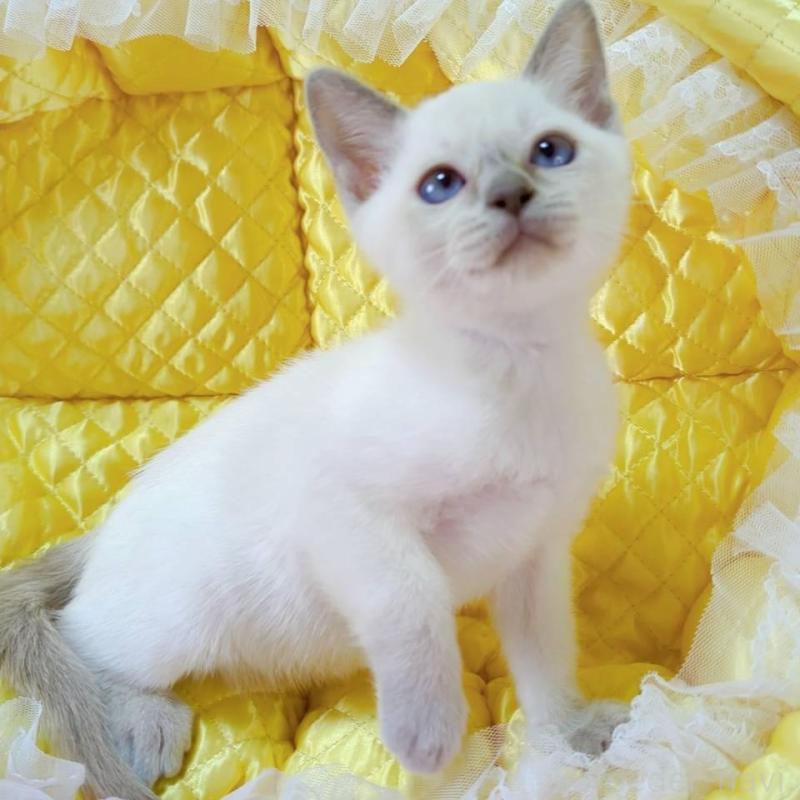 販売中の埼玉県のトンキニーズ-133669の5枚目