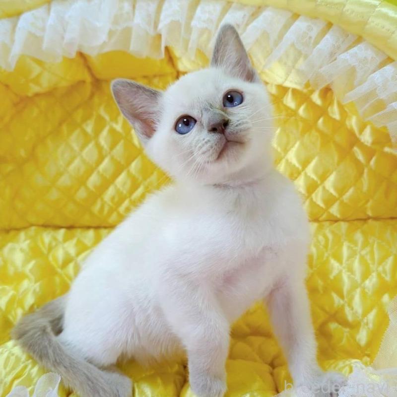 販売中の埼玉県のトンキニーズ-133669の4枚目