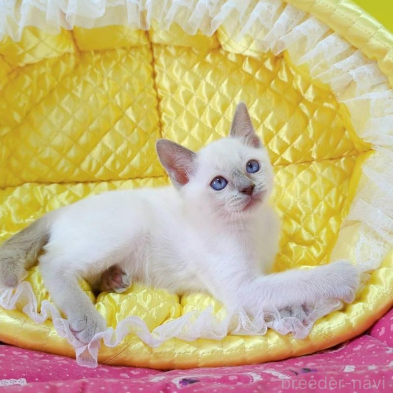 販売中の埼玉県のトンキニーズ-133669の3枚目