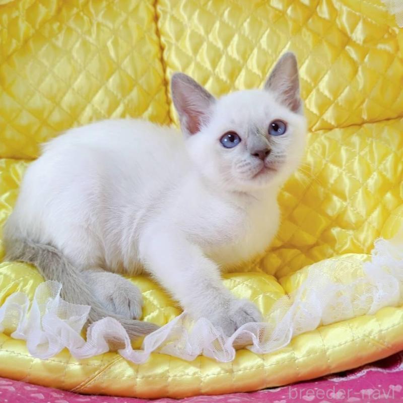 販売中の埼玉県のトンキニーズ-133669の2枚目