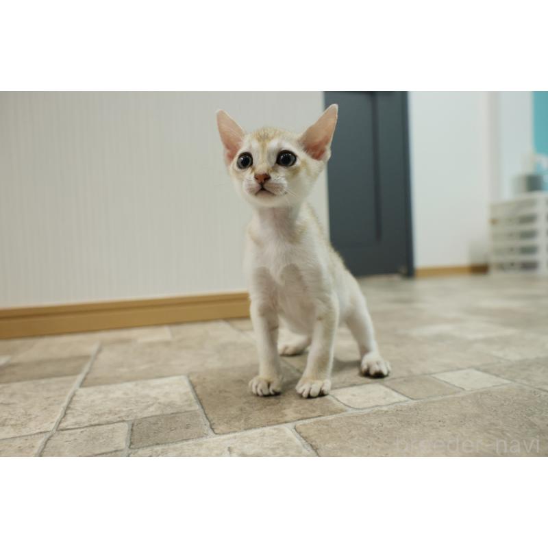 販売中の大阪府のシンガプーラ-133684の13枚目