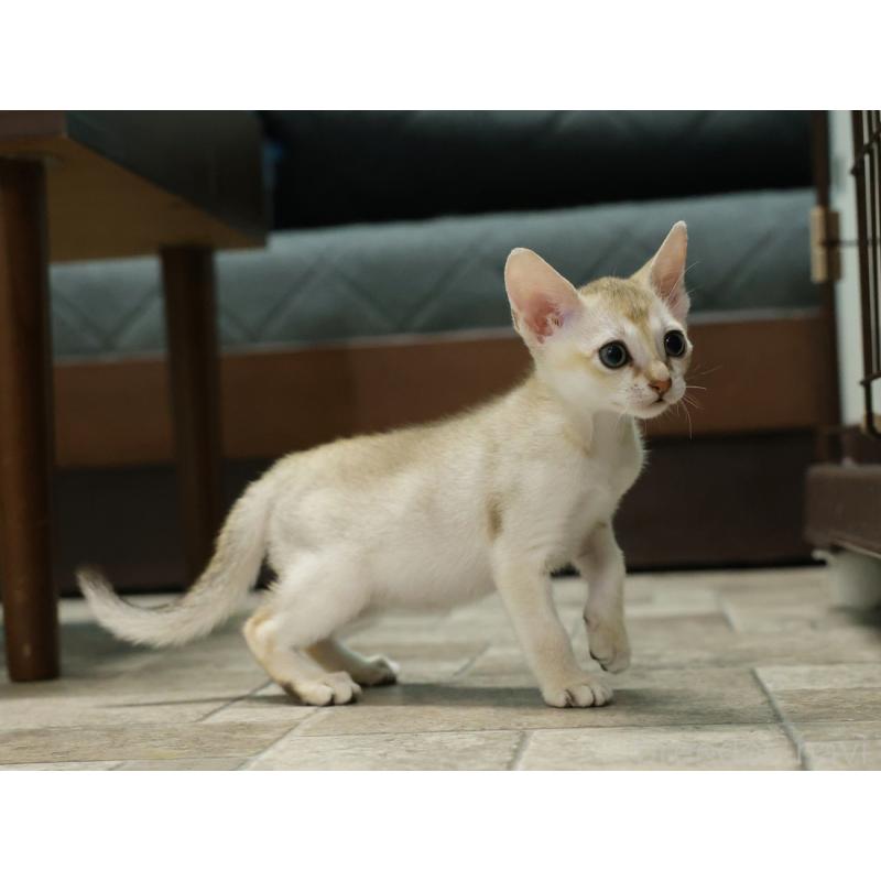 販売中の大阪府のシンガプーラ-133684の12枚目