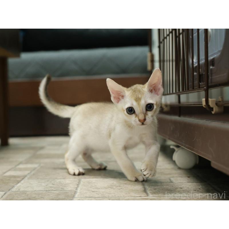 販売中の大阪府のシンガプーラ-133684の11枚目