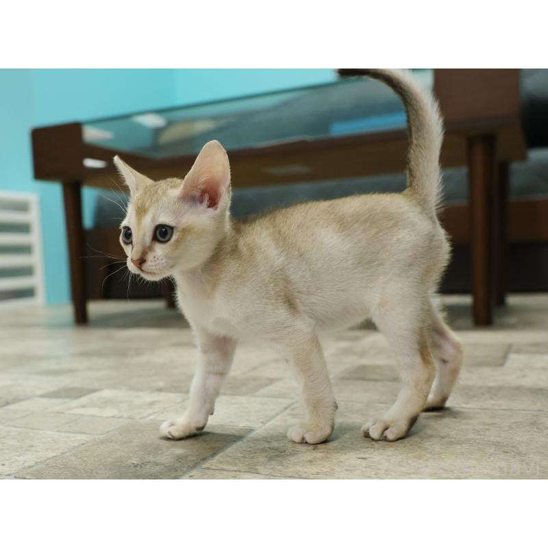 販売中の大阪府のシンガプーラ-133684の10枚目