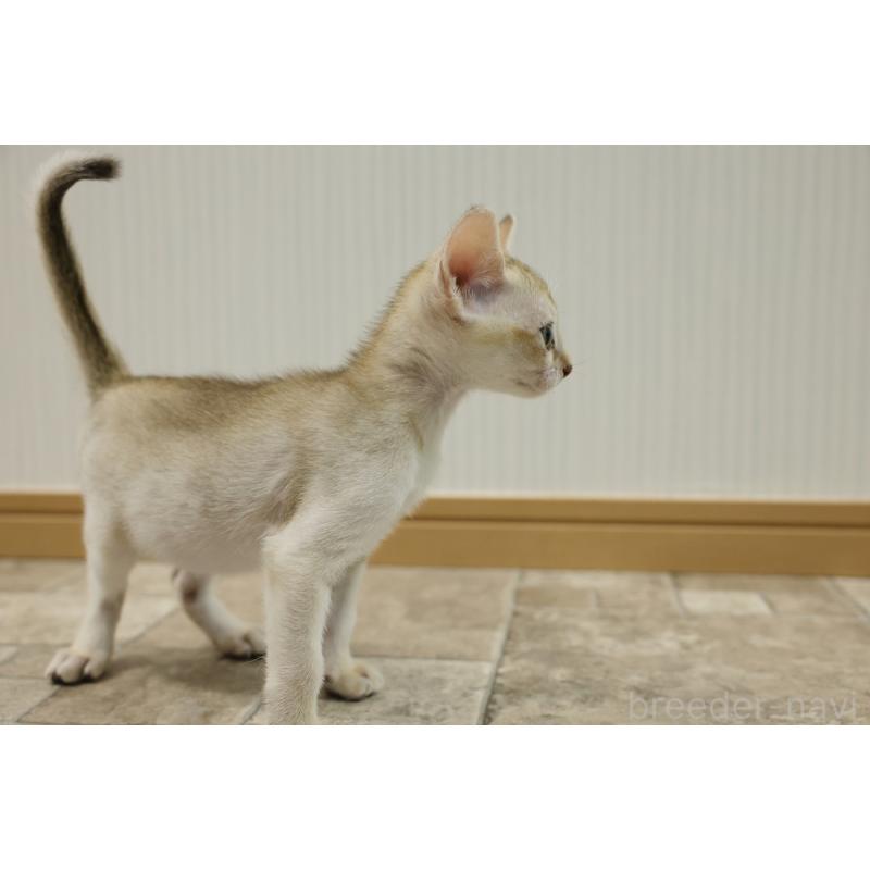 販売中の大阪府のシンガプーラ-133684の9枚目